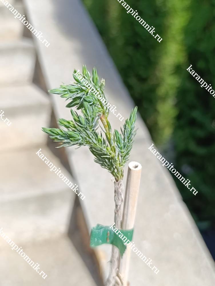 Можжевельник чешуйчатый Блю Спайдер (штамб Ра50) фото